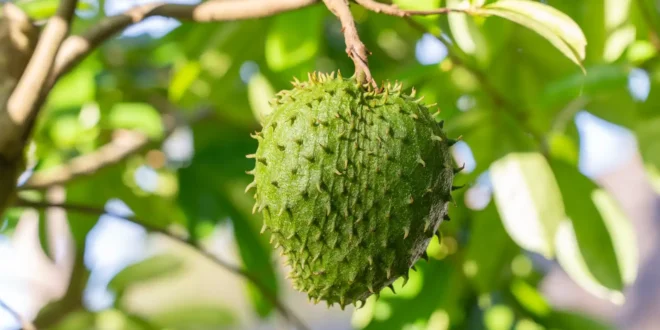 Guanabana