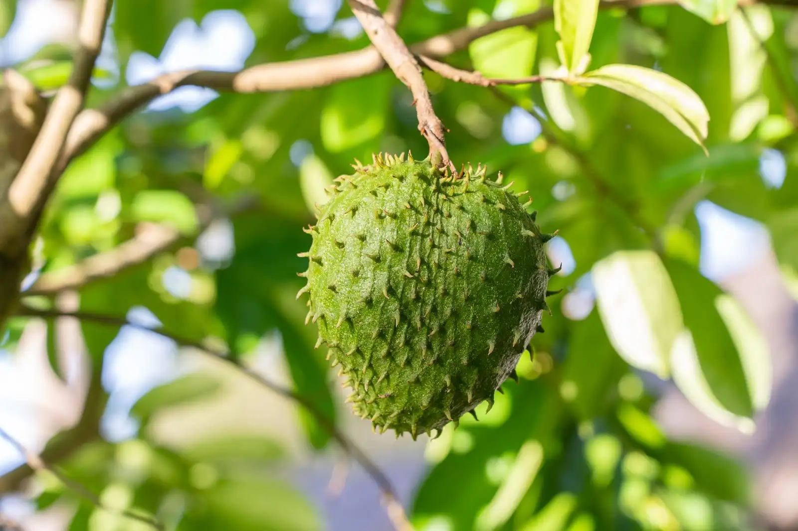 Guanabana