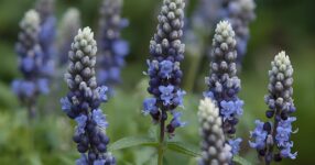 Hyssop: 5 Powerful Health Benefits