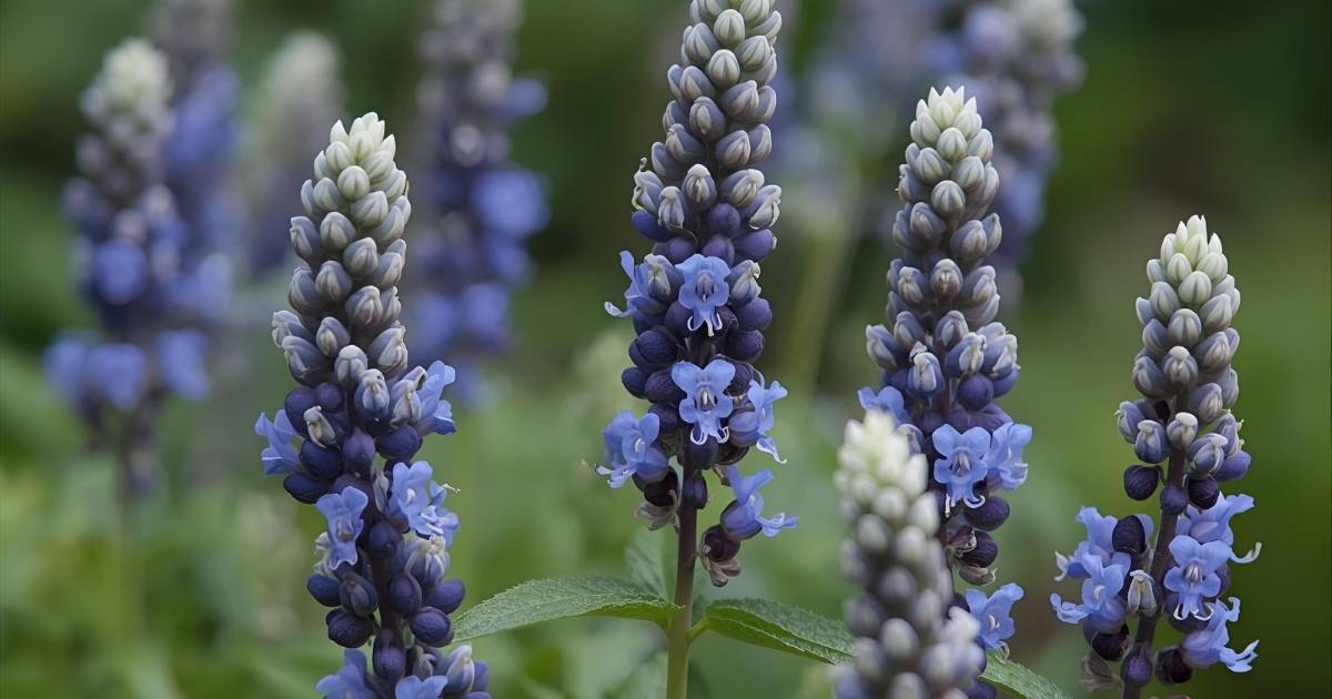 Hyssop: 5 Powerful Health Benefits