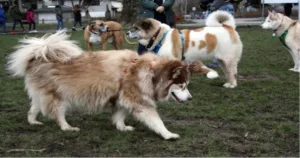 Dogs for Sale Newark Ohio: 7 Amazing Deals You’ll Love