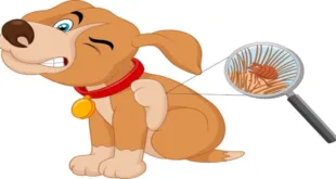 How Dogs Get Worms: 7 Shocking Causes & Prevention Tips