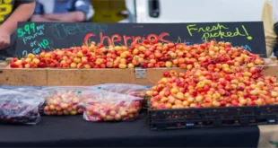 Nelson Bay Markets: 7 Unique Finds You’ll Absolutely Love