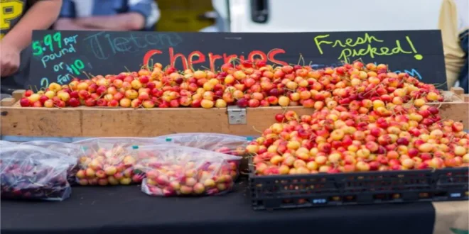 Nelson Bay Markets: 7 Unique Finds You’ll Absolutely Love