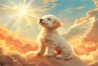 Will Dogs Go to Heaven? 5 Powerful Reasons You Should Believe