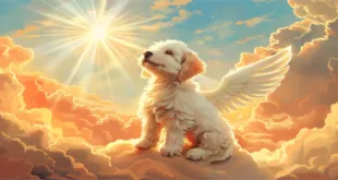 Will Dogs Go to Heaven? 5 Powerful Reasons You Should Believe