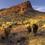 Arivaca Arizona: A Hidden Gem of the Southwest