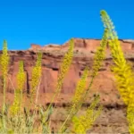 Discover the Hidden Gem of Challis Idaho: A Guide to Exploring This Beautiful Town