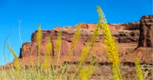 Discover the Hidden Gem of Challis Idaho: A Guide to Exploring This Beautiful Town