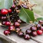 Discover Cherryville NC County: A Hidden Gem in North Carolina