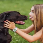 Dogs Near Me: The Ultimate Guide to Finding Your Perfect Dog Companion
