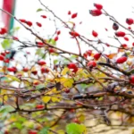 The Enchanting World of Harper Rose Briar: A Timeless Symbol of Beauty and Resilience