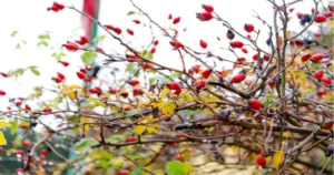 The Enchanting World of Harper Rose Briar: A Timeless Symbol of Beauty and Resilience