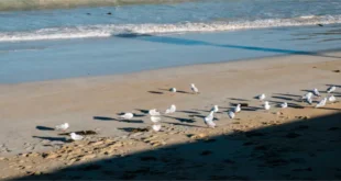 Discovering Lilliwaup WA: A Hidden Gem in the Pacific Northwest