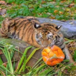 Discovering Tigerton Wisconsin: A Hidden Gem in the Heart of the Midwest