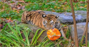 Discovering Tigerton Wisconsin: A Hidden Gem in the Heart of the Midwest