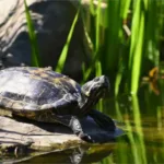 Discovering Turtle Creek PA: A Hidden Gem in Western Pennsylvania