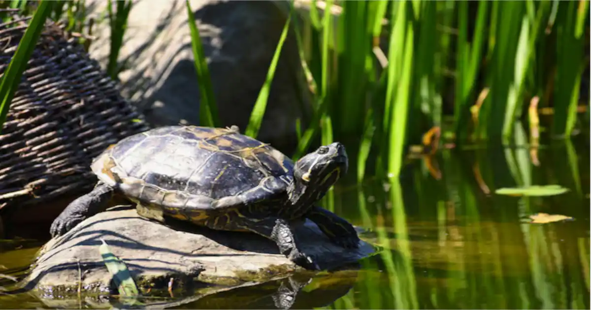Discovering Turtle Creek PA: A Hidden Gem in Western Pennsylvania