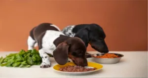 What Dogs Can't Eat: A Comprehensive Guide to Keep Your Pet Safe