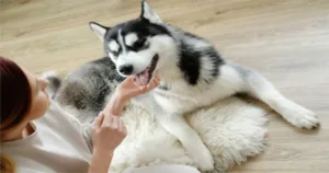 Why Dogs Lick Their Paws: Understanding the Behavior and What It Means