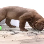 Will Dogs Eat Mothballs? A Comprehensive Guide to the Risks and Dangers