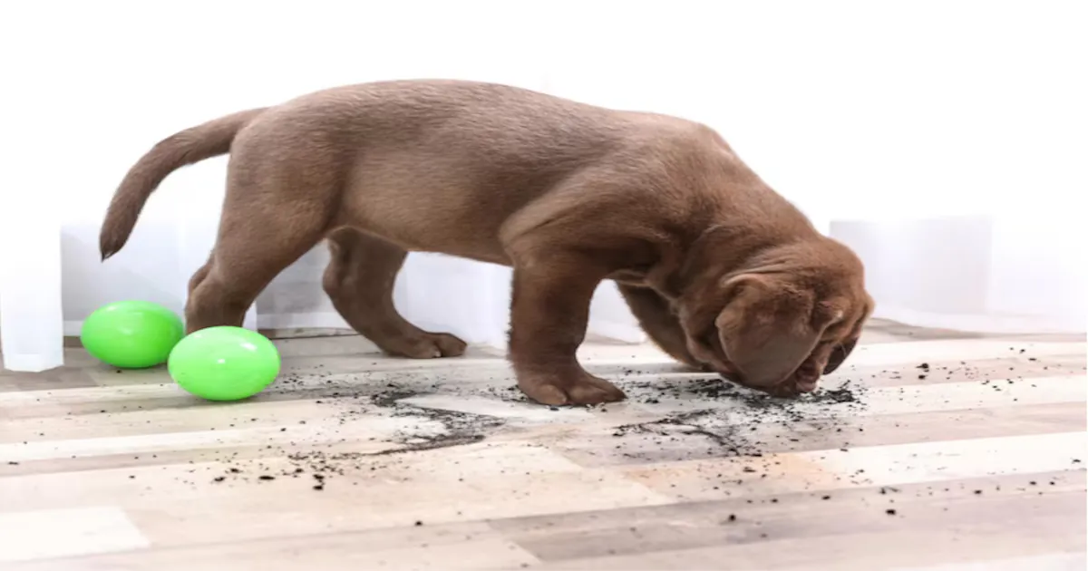 Will Dogs Eat Mothballs? A Comprehensive Guide to the Risks and Dangers