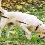 Will Dogs Go Extinct? A Deep Dive into the Future of Man’s Best Friend