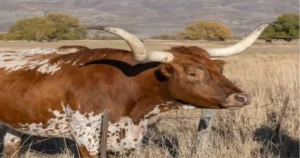 Bulls Gap Tennessee: A Hidden Gem in the Heart of Appalachia