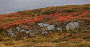 Discover Dunseith ND: A Hidden Gem in North Dakota