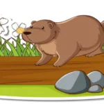 How to Catch a Groundhog: A Complete Guide to Humane Trapping