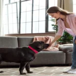 How to Treat Dog UTI at Home: Effective Remedies and Prevention Tips