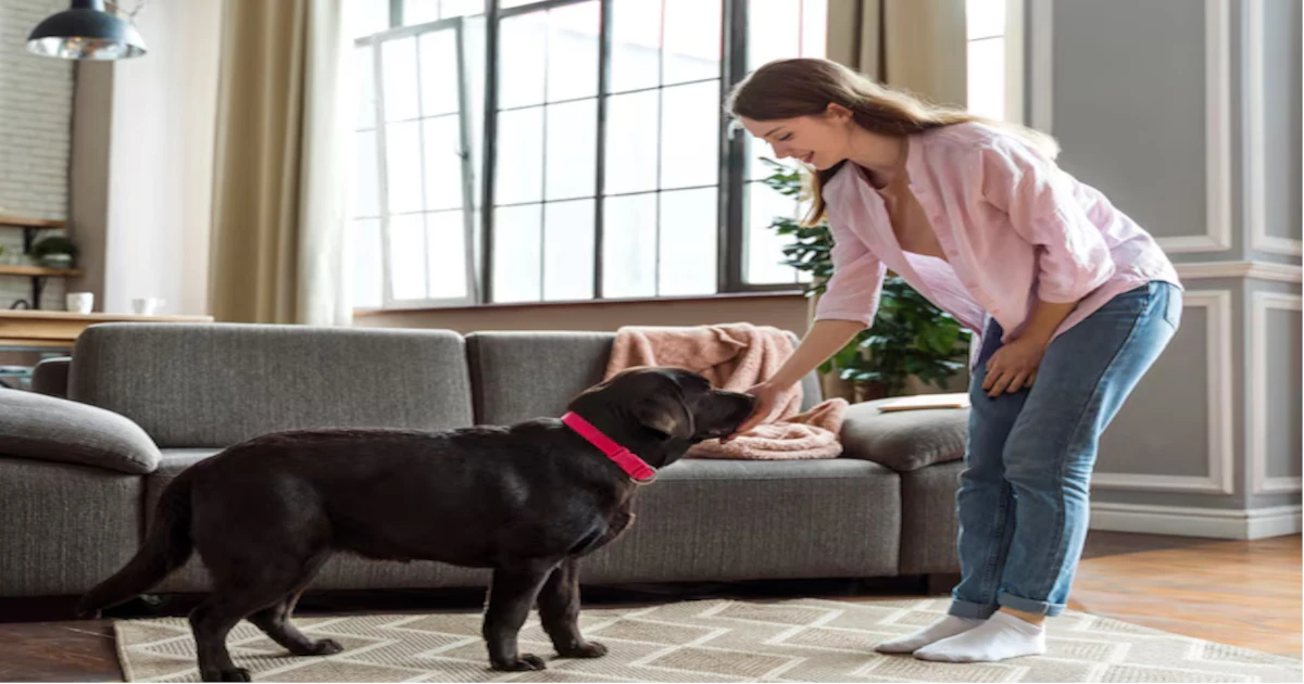 How to Treat Dog UTI at Home: Effective Remedies and Prevention Tips