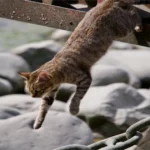 Cat Boarding Brisbane: A Comfortable and Secure Stay for Your Feline Friend