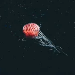 Deep Sea Creatures: 10 Rare, Scary, and Beautiful Ocean Wonders