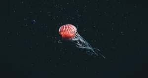 Deep Sea Creatures: 10 Rare, Scary, and Beautiful Ocean Wonders