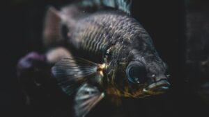 The Allure of Black Moor Goldfish: A Guide to Their Unique Beauty