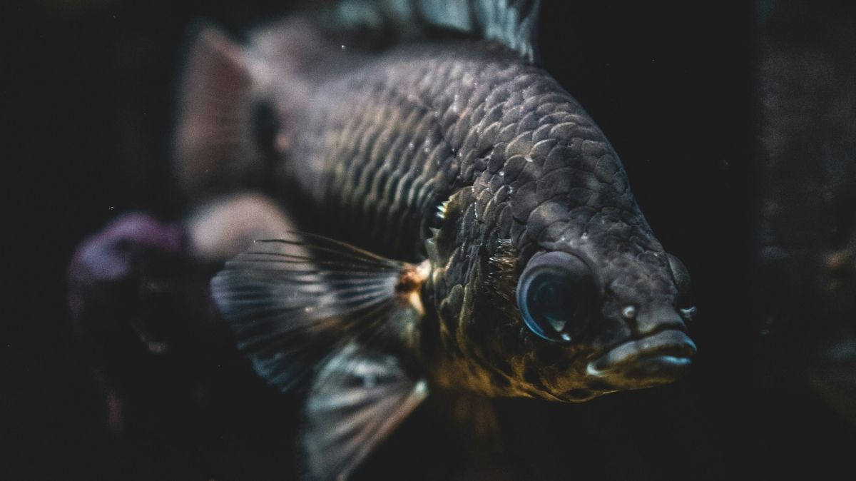 The Allure of Black Moor Goldfish: A Guide to Their Unique Beauty