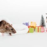 Christmas Decorations: 7 Powerful Tips to Keep Mice Away