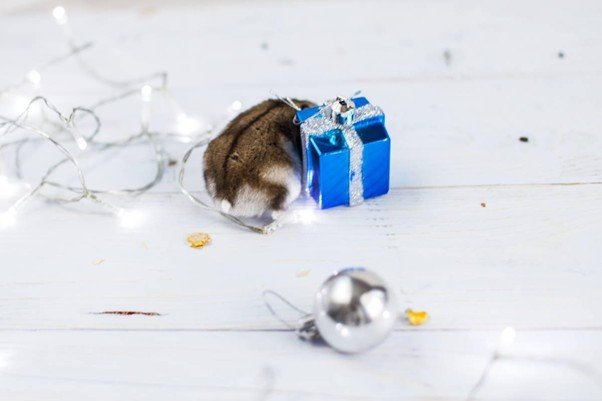 Christmas Decorations: 7 Powerful Tips to Keep Mice Away