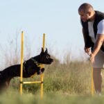 Dog Training Classes: 5 Simple Ways to Fix Common Mistakes