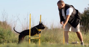 Dog Training Classes: 5 Simple Ways to Fix Common Mistakes