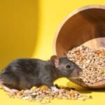 Rodent Infestations: 6 Deadly Health Risks and Prevention
