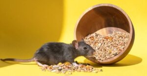 Rodent Infestations: 6 Deadly Health Risks and Prevention