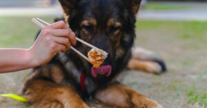 Healthy Dog Treats: 5 Vet-Approved Picks for a Happier Pup