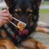 Healthy Dog Treats: 5 Vet-Approved Picks for a Happier Pup